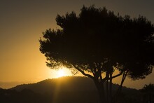Silhouette Of A Tree And Palm Trees In The Rising Sun. In The Background Of The Mountains. Mallorca, Spain.