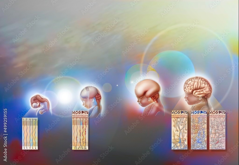 Human brain development from 8 week old fetus to 4 year old child ...
