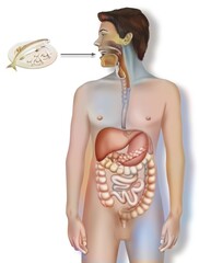 Wall Mural - Digestive system with food traveling from absorption through the mouth.