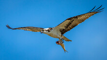 Osprey Raptor Bird With A Fish Catch