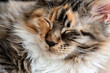 Sleepy tricolor cat face