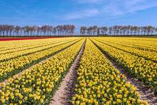 Yellow Tulips, A Row Of Trees And A Blue Sky In A Dutch Landscape. The Photo Was Taken Near The Village Of Stad Aan 't Haringvliet, Municipality Of Goeree-Overflakkee, Province Of South Holland.