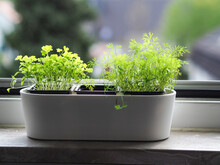 Young Parsley And Dill On The Windowsill