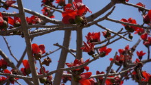 Blooms The Bombax Ceiba (Lat. - Bombax Ceiba) Or Cotton Tree. Flower Of Silk Cotton Tree In Park Of Israel.