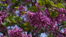 Branches With Fresh Pink Flowers Of Judas Tree Or Cercis Siliquastrum. Image Of A Judas Tree In Full Blooming