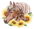 Horse mother mare and foal with sunflowers. Realistic animal isolated on white background. Template. Close-up. Clip art. Hand drawn. Greeting card design.