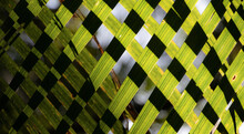 Folhas Da Palmeira Jussara Em Sentidos Alternados