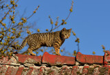 Fototapeta Zwierzęta - Kot na dachu