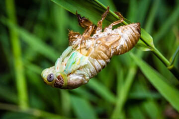 Wall Mural - Cicada emerging from its old stage into a winged adult
