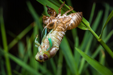 Wall Mural - Cicada emerging from its old stage into a winged adult