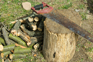 Wall Mural - Stump and branches on the lawn after tree removal. Firewood for a fire.