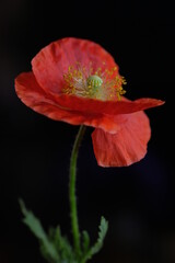 Wall Mural - One red poppy on a black background