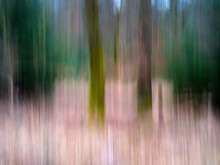 A Painterly Colorful Abstract Woodland Photograph Taken At Daytime