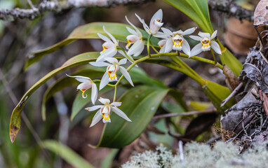 Coelogyne lentiginosa Lindl. Beautiful rare wild orchids in tropical forest of Thailand.