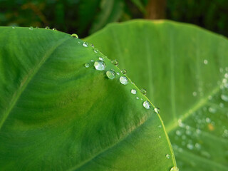 Wall Mural - Water drops on leaves Bon in the morning