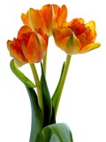Fototapeta Tulipany - multicolor flowers of tulips at spring close up