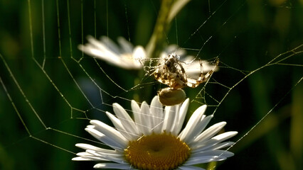 A little spider . Creative. A spider hanging on its web on a long daisy and moving its paws