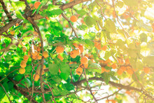 Ripe Apricot Fruits Hang On The Branch Of The Tree, Bright Sunlight Illuminates The Branches And Fruits