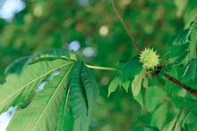 A Green Chestnut Hangs From A Tree On A Bright Sunny Day. The Chestnut Leaves Have Turned Yellow From The Heat.