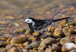 Pied Wagtail on a stoney shore.