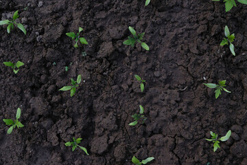 Tomato seedling on soil background. Top view.