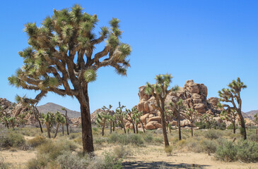 Joshua Tree National Park in Spring, California