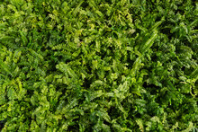 Fern Wall. Background Green Plants Fern