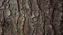 close up view of white pine tree trunk bark. detailed texture of old growth forest. Camera moves up.