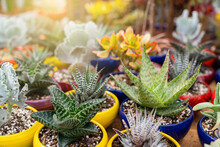 Cacti And Succulents In Pots. Background From Cactus Plants, Many Plants.