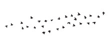 Flying Birds Group Vector Silhouette