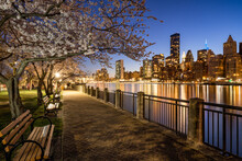 Evening Roosevelt Island View Of Manhattan Midtown East Skyscrapers. Yoshino Cherry Trees In Bloom On The Promenade Along The East River. New York City, USA
