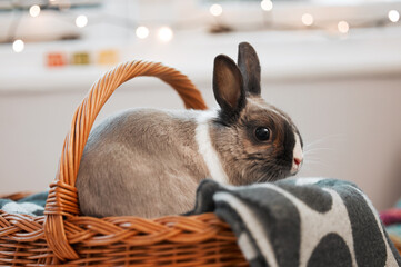 Poster - Hes got all he needs. Shot of an adorable rabbit sitting in its basket at home.