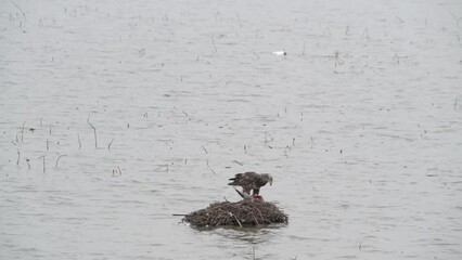 Wall Mural - Juvenile Bald Eagle eating a bird on muskrat house