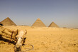 A camel lies on the desert sand in front of the Pyramids of Giza in Cairo, Egypt.