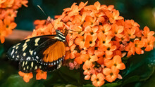 Heliconius Hecale, Tiger Longwing Butterfly On A Flower