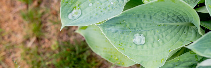 Wall Mural - hosta leaves covered with water drops, natural green background.raindrops on green leaves