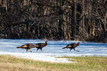 Wall Mural - Wild turkeys (meleagris gallopavo) walking across a farmers field in Wausau, Wisconsin