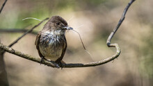 Flycatcher Bird With Nesting Material