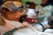 happy muzzle of jack russell terrier with tongue hanging out in profile, horizontal.
