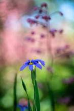 Blue Eyed Grass Flower With Blurred Background