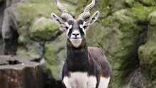 Male Blackbuck (Antilope Cervicapra) In Captivity