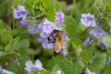Bubble Bees Pollinating Flowers During Spring Season. Environmental Pollution Affects Of Bees
