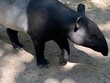 Close up tapir in zoo