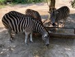 Zebrs in zoo