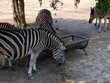 Zebrs in zoo