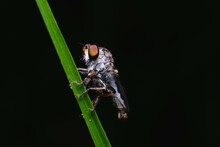 Close Up Of Robber Fly (Asilidae) Or Assassin Fly Waiting In Ambush For Its Prey , Asilidae, Robber Fly , Robber Fly With Prey Beautiful