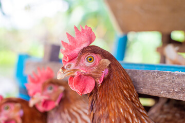 Wall Mural - Chickens breed eggs, The chicken took its head out of the cage to eat. chicken breed in the farm, selective point and blurred background