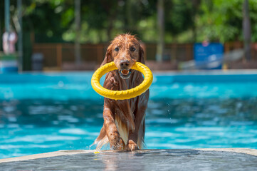 Poster - Golden Retriever comes out of the pool with a toy