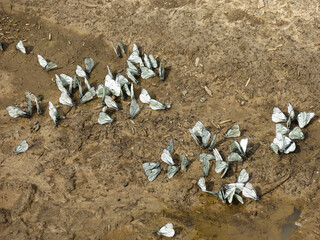 Wall Mural - cabbage butterflies (Pieris brassicae) gathered in a heap on the road