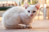 Fototapeta Koty - Gattino bianco in cortile